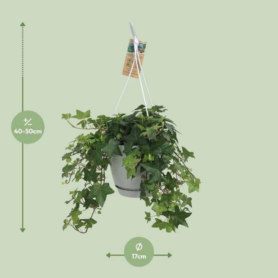 Hedera Helix Vert - D17 - Image 4