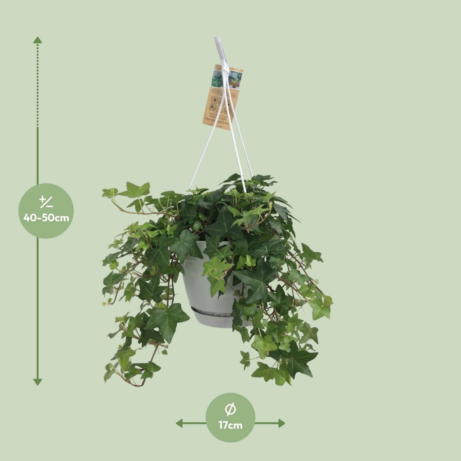 Hedera Helix Vert - D17 - Image 4