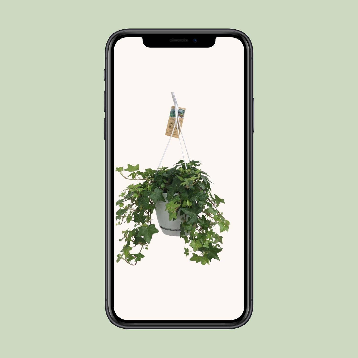 La Green Touch - Hedera Helix Vert - D17 - Image 6