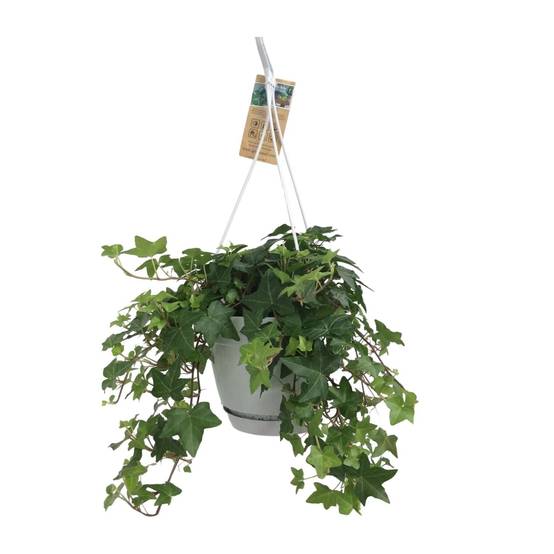 Hedera Helix Vert - D17 - Image 2