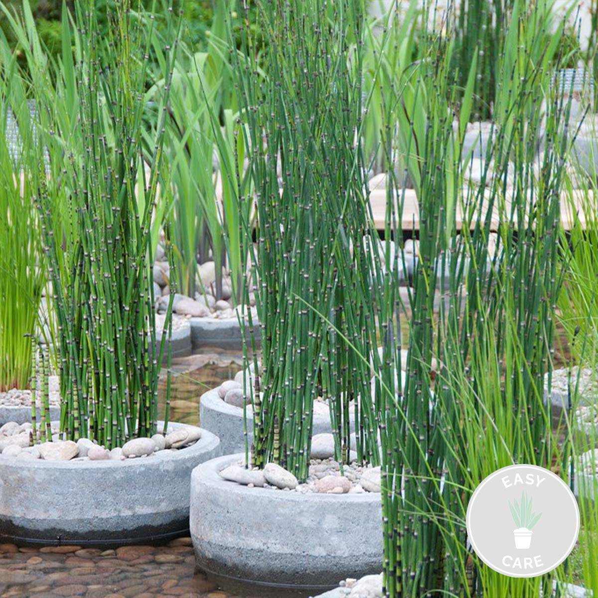 Equisetum Japonicum - Prêle du Japon - Plantes de bassin - H. 20-30 cm - P. 9 cm - Image 1