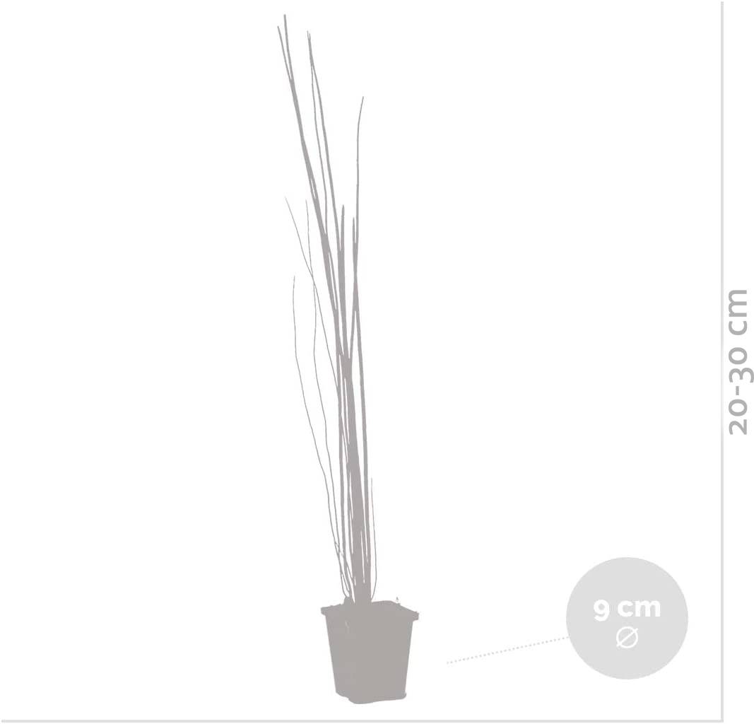 Equisetum Japonicum - Prêle du Japon - Plantes de bassin - H. 20-30 cm - P. 9 cm - Image 5