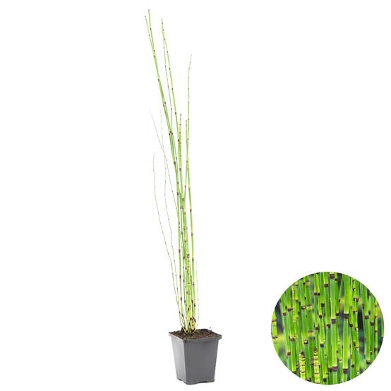 Equisetum Japonicum - Prêle du Japon - Plantes de bassin - H. 20-30 cm - P. 9 cm - Image 2