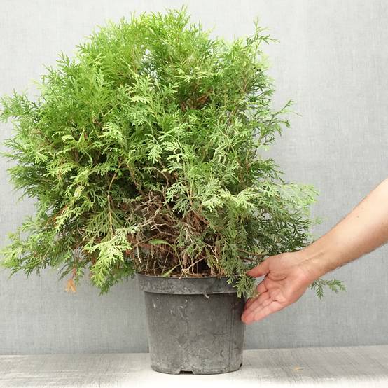 Thuja occidentalis Danica Aurea - Thuya du Canada Pot de 7,5L/10L - Image 2