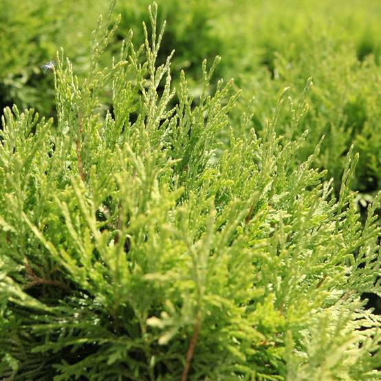 Thuja occidentalis Danica Aurea - Thuya du Canada Pot de 7,5L/10L - Image 1