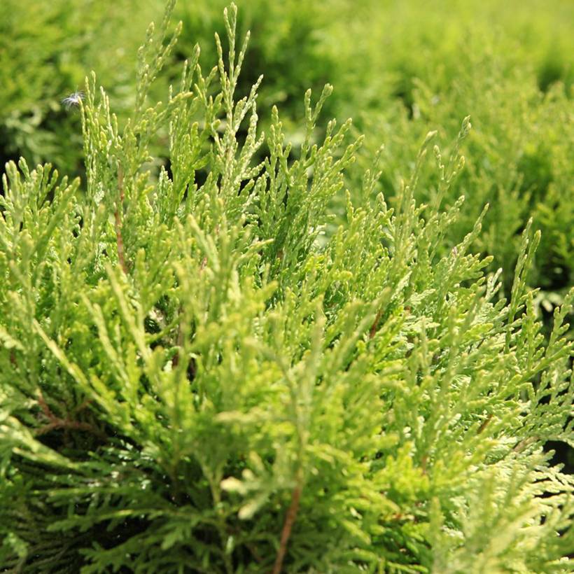 Thuja occidentalis Danica Aurea - Thuya du Canada Pot de 7,5L/10L - Image 1