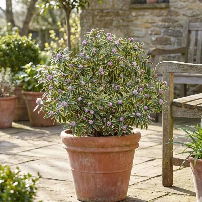 Daphne Marianni® 'Rogbret', Daphné panaché à fleurs Rose - feuillage Persistant - Godet - 5/20 cm-  hauteur à maturité De 1,00 m à 1,50 m - Image 2