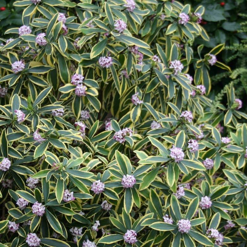 Daphne Marianni® 'Rogbret', Daphné panaché à fleurs Rose - feuillage Persistant - Godet - 5/20 cm-  hauteur à maturité De 1,00 m à 1,50 m - Image 1