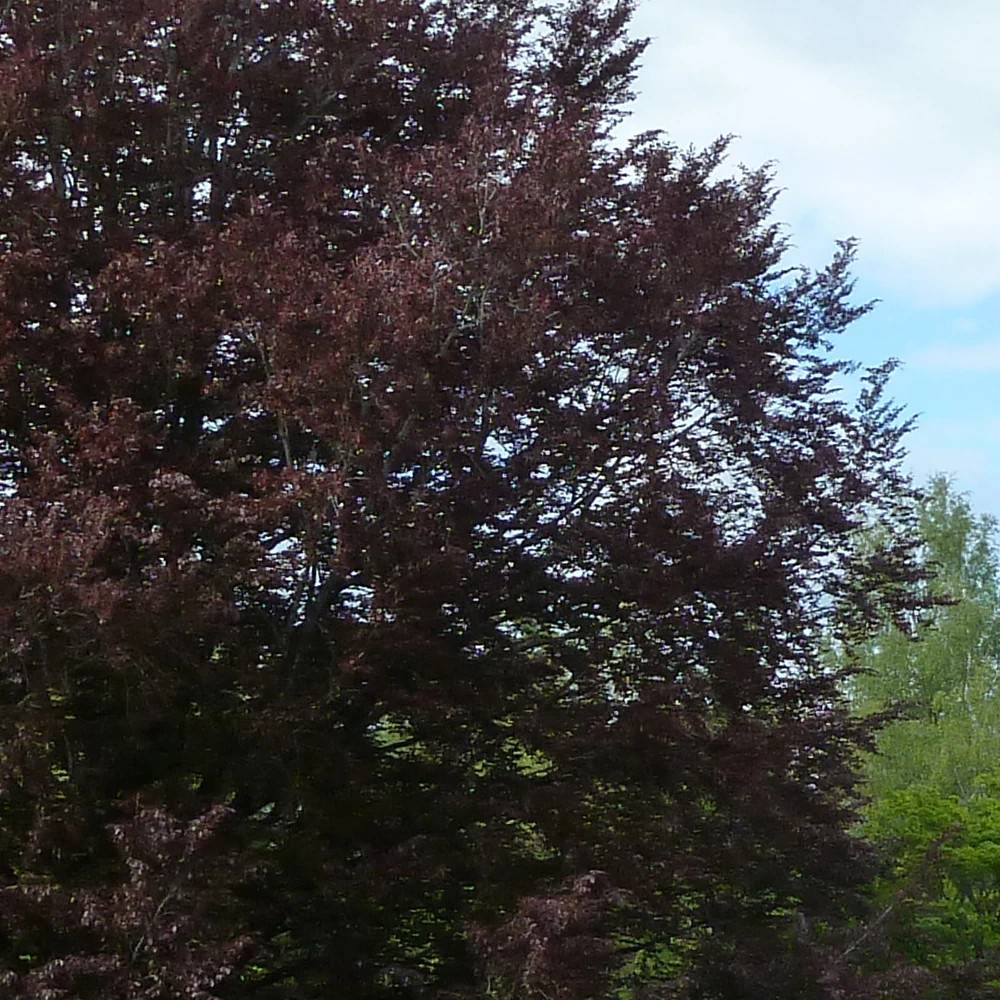Bouleau pourpre Crimson Frost, Betula - Pot de 15L - Baliveau