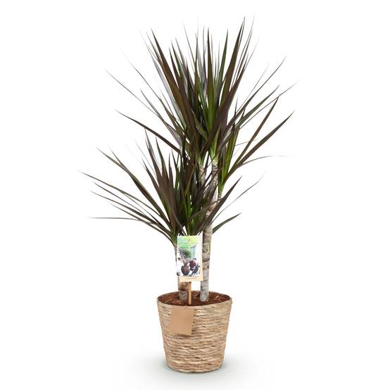 Dracaena Magenta - Pot de 17cm - Plantes d'intérieur - Image 2