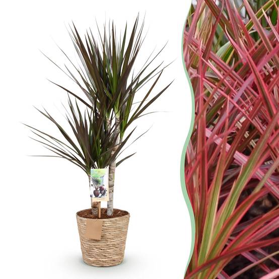 Dracaena Magenta - Pot de 17cm - Plantes d'intérieur - Image 1