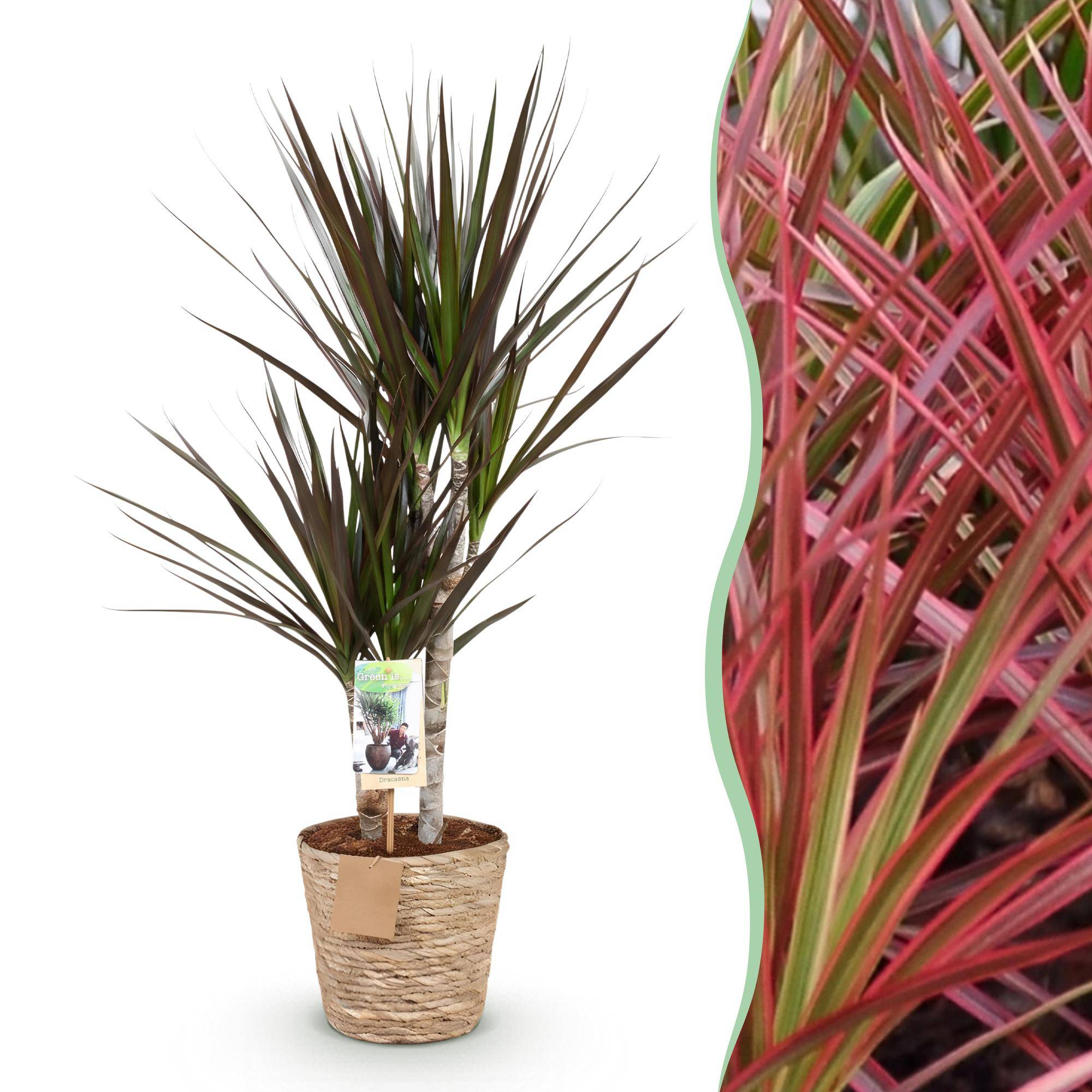Dracaena Magenta - Pot de 17cm - Plantes d'intérieur - Image 1