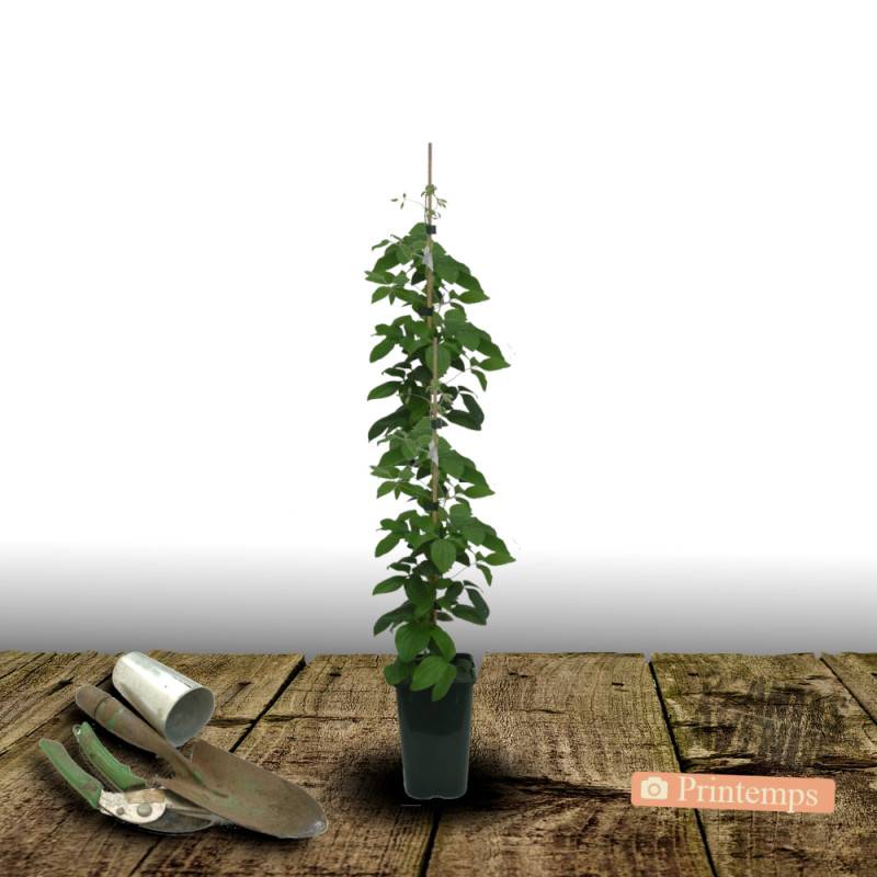 Clématite Blue Light® à fleurs Bleue - feuillage Caduc - Pot de 2L - Tuteur bambou 60/90 cm-  hauteur à maturité De 2,00 m à 2,50 m - Image 4