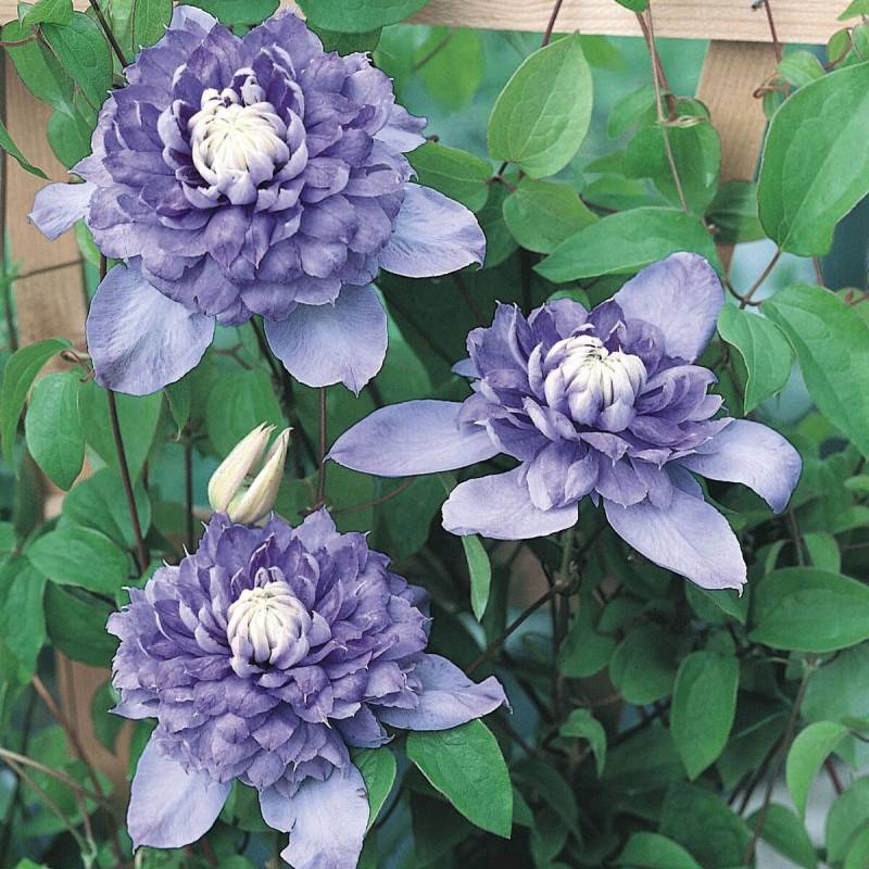 Clématite Blue Light® à fleurs Bleue - feuillage Caduc - Pot de 2L - Tuteur bambou 60/90 cm-  hauteur à maturité De 2,00 m à 2,50 m - Image 6