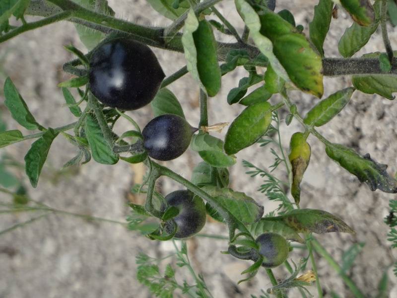 Tomate Black Cherry en plants Mini-motte Ø 3/4 cm, Livré en hauteur de 5 à 10 cm (par 5)