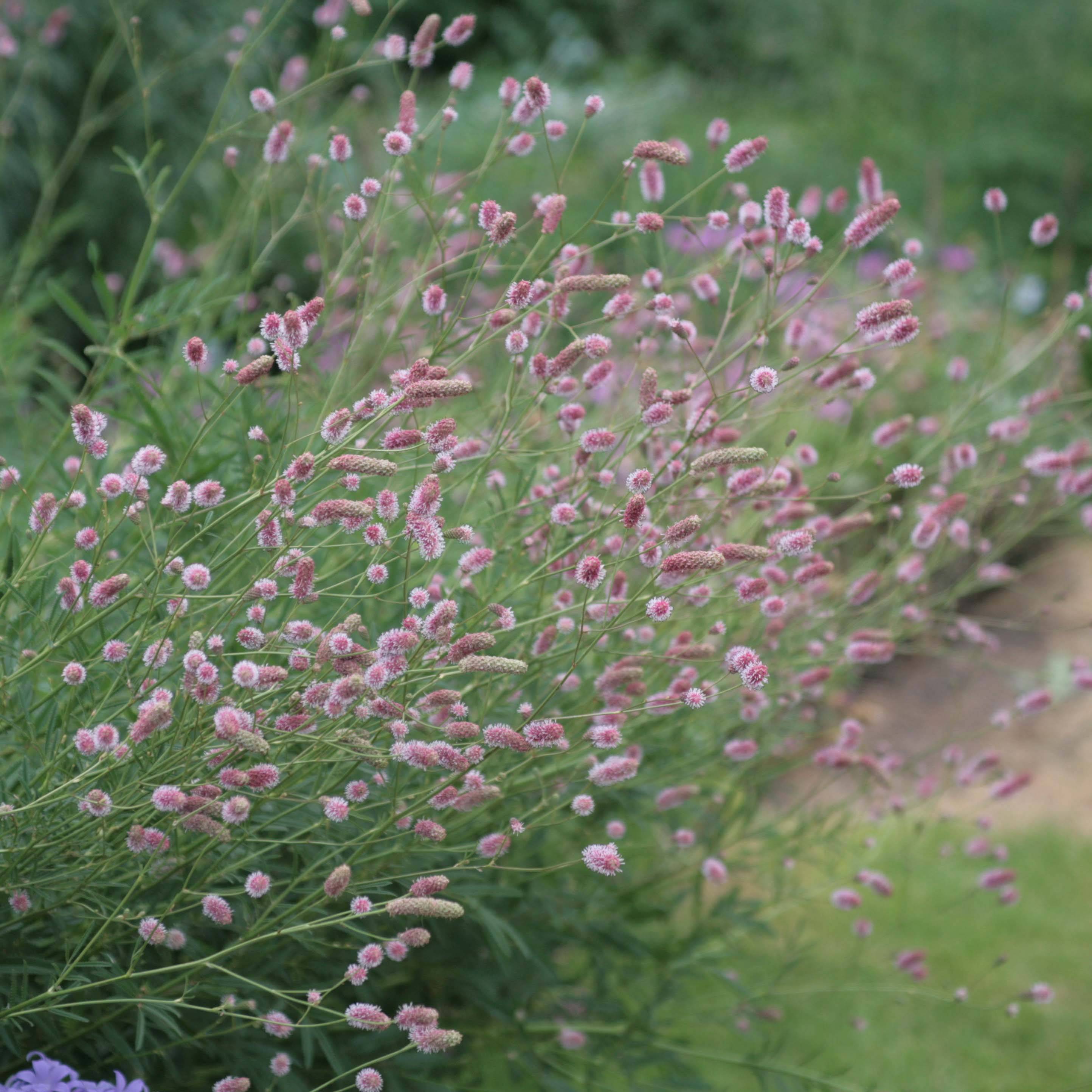 Sanguisorba officinalis Pink Tanna - Grande Pimprenelle Pot de 2L/3L