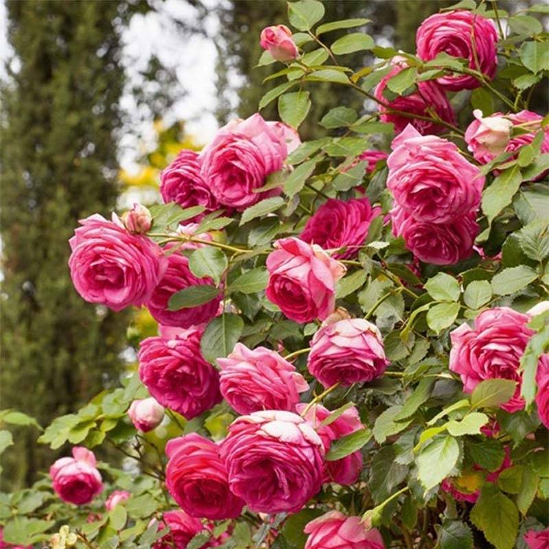 Promesse de Fleurs - Rosier grimpant Cyclamen Pierre de Ronsard Racines nues en motte