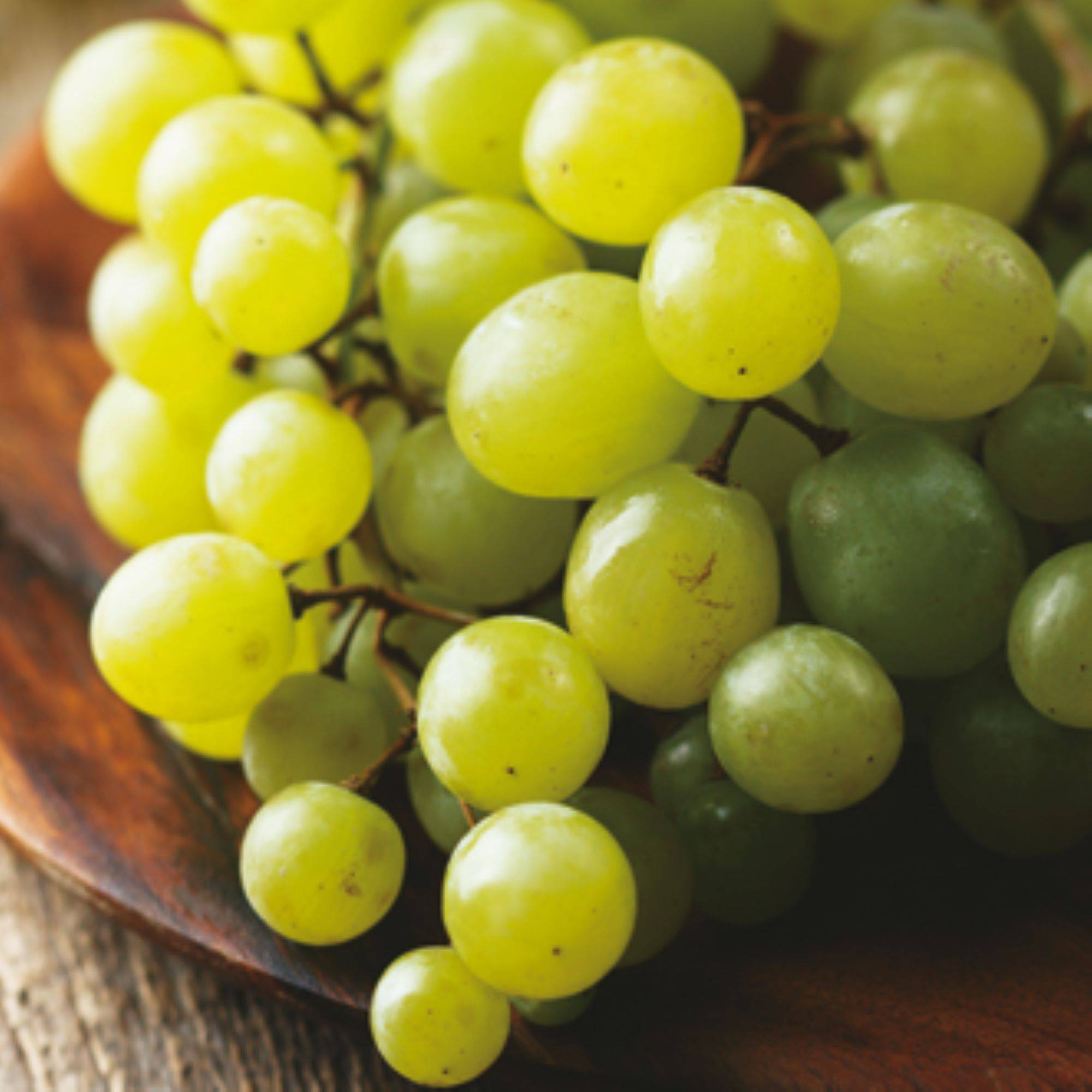 Plant de Vigne chasselas pot 1,3 l - Image 1