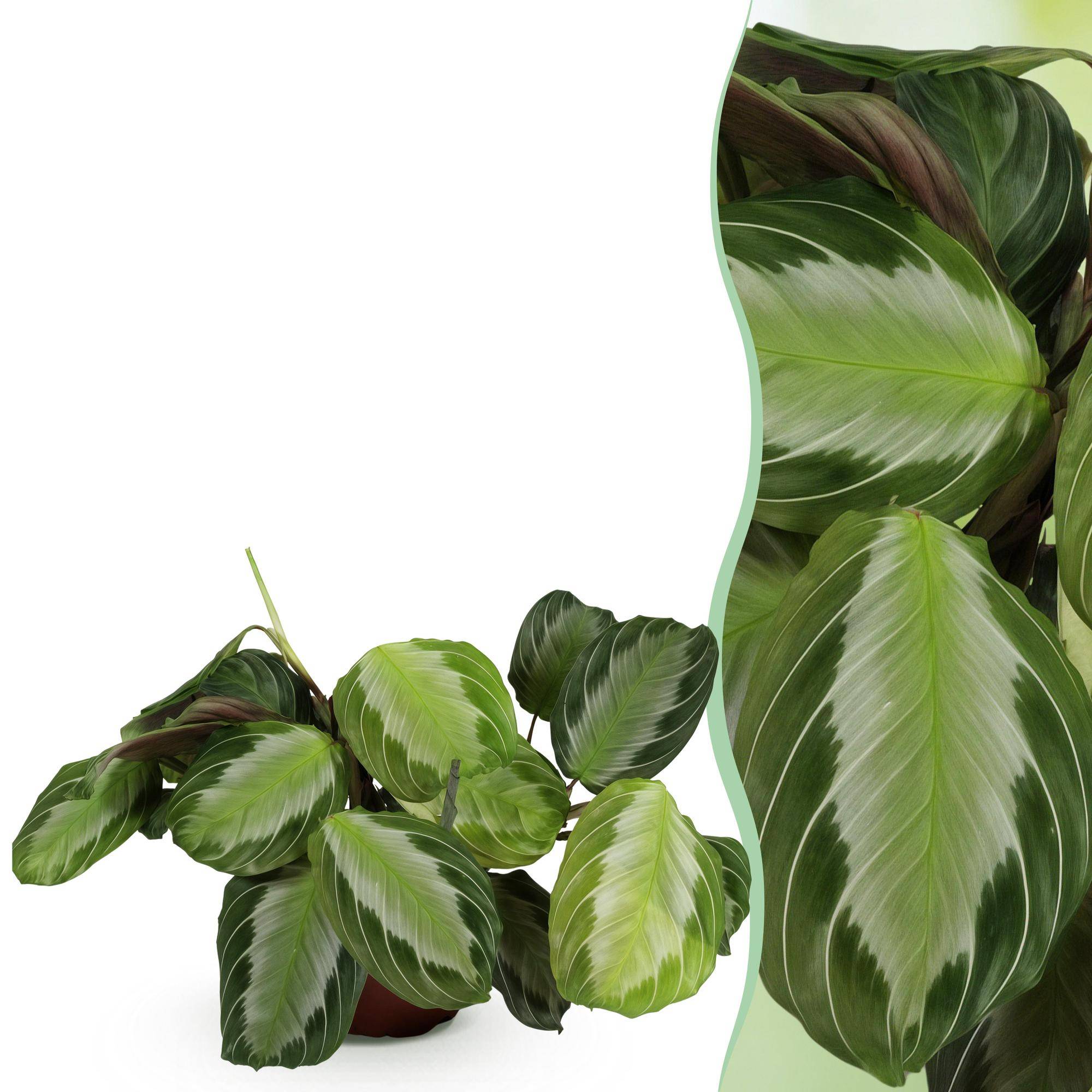Maranta Fascinator Silverband - Pet-friendly - Pot de 12cm - Hauteur 25-35cm - 1 plante - Sans cache-pot - Plantes d'intérieur - Image 1