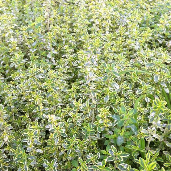 Thym citron panaché - Thymus citriodorus variegated Godet de 7/8 cm