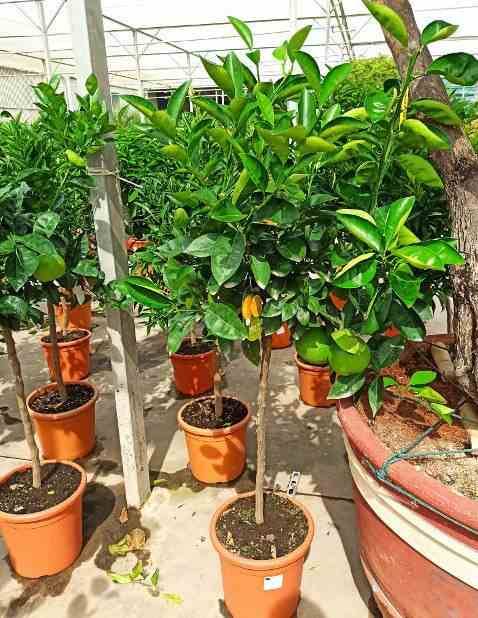 Sans Marque - Agrumes citrus osbeck Lima Rosso (citron rouge) Couleur floraison:Blanc - Taille:Pot de 4 litres - 30/50 cm - Image 3