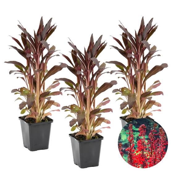 Lot de 3 - Lobelia Queen Victoria - Lobélie écarlate - Rouge - H. 20-30 cm - P. 9 cm - Image 2