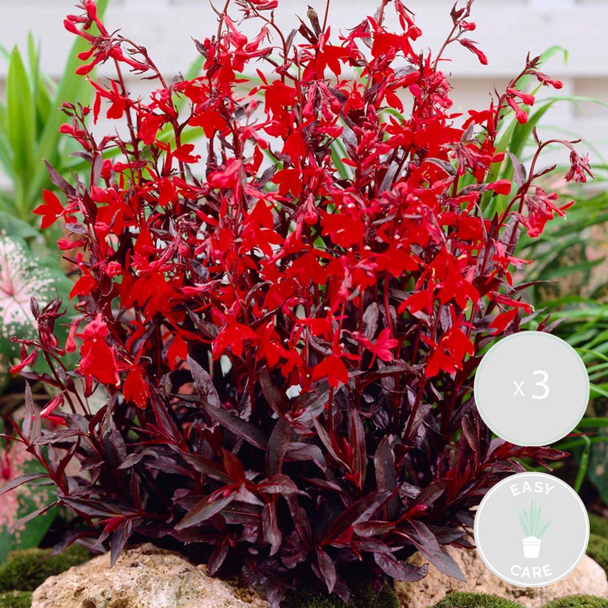 Lot de 3 - Lobelia Queen Victoria - Lobélie écarlate - Rouge - H. 20-30 cm - P. 9 cm - Image 1