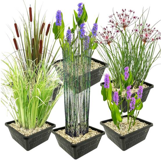 0 - Set Plantes Aquatiques - 24 Plantes (6 Variétés) Panier Substrat Engrais - Image 1
