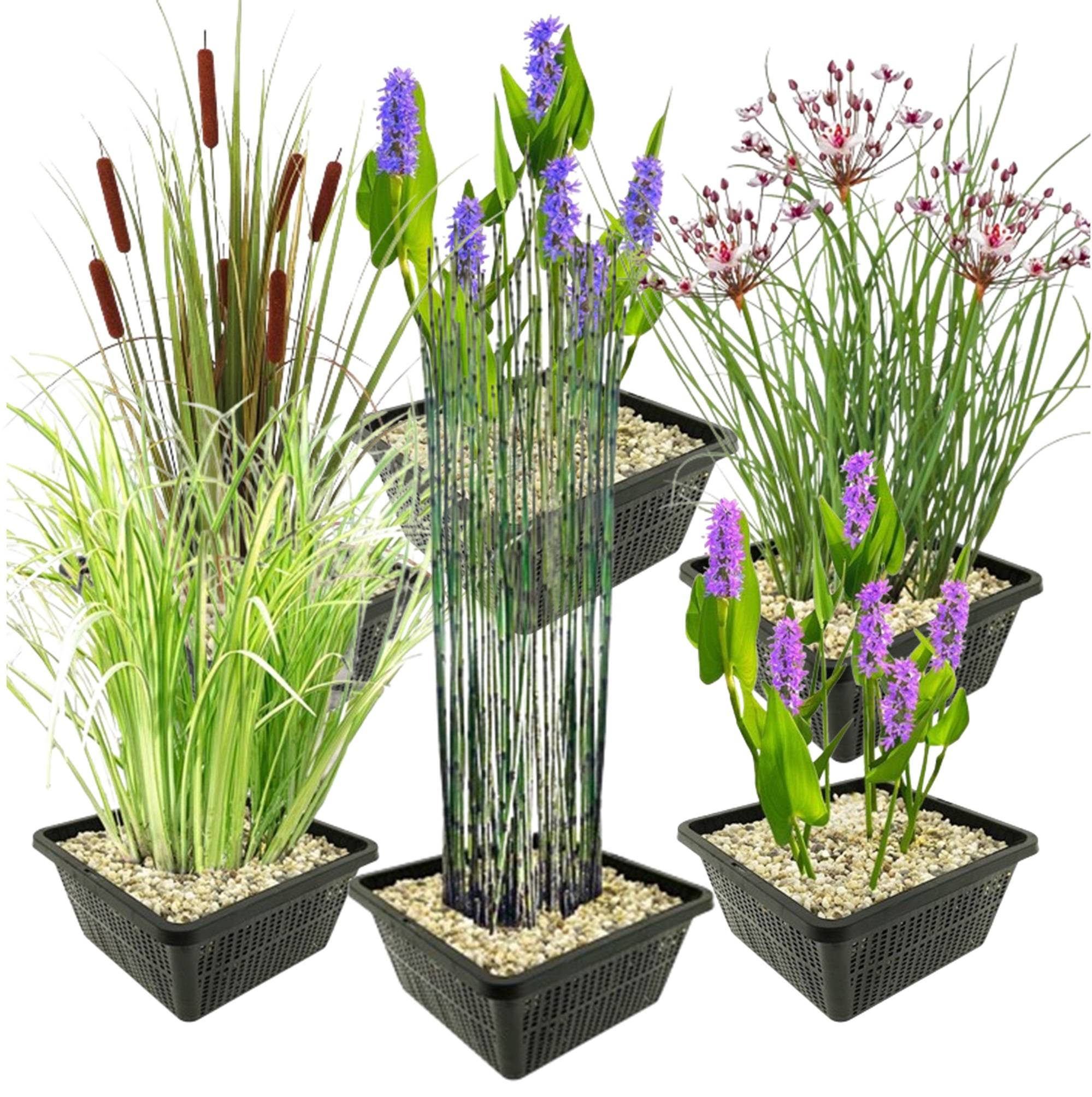 0 - Set Plantes Aquatiques - 24 Plantes (6 Variétés) Panier Substrat Engrais