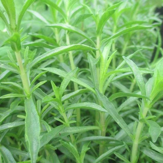 Promesse de Fleurs - Menthe des Cerfs - Mentha cervina Godet de 8/9 cm