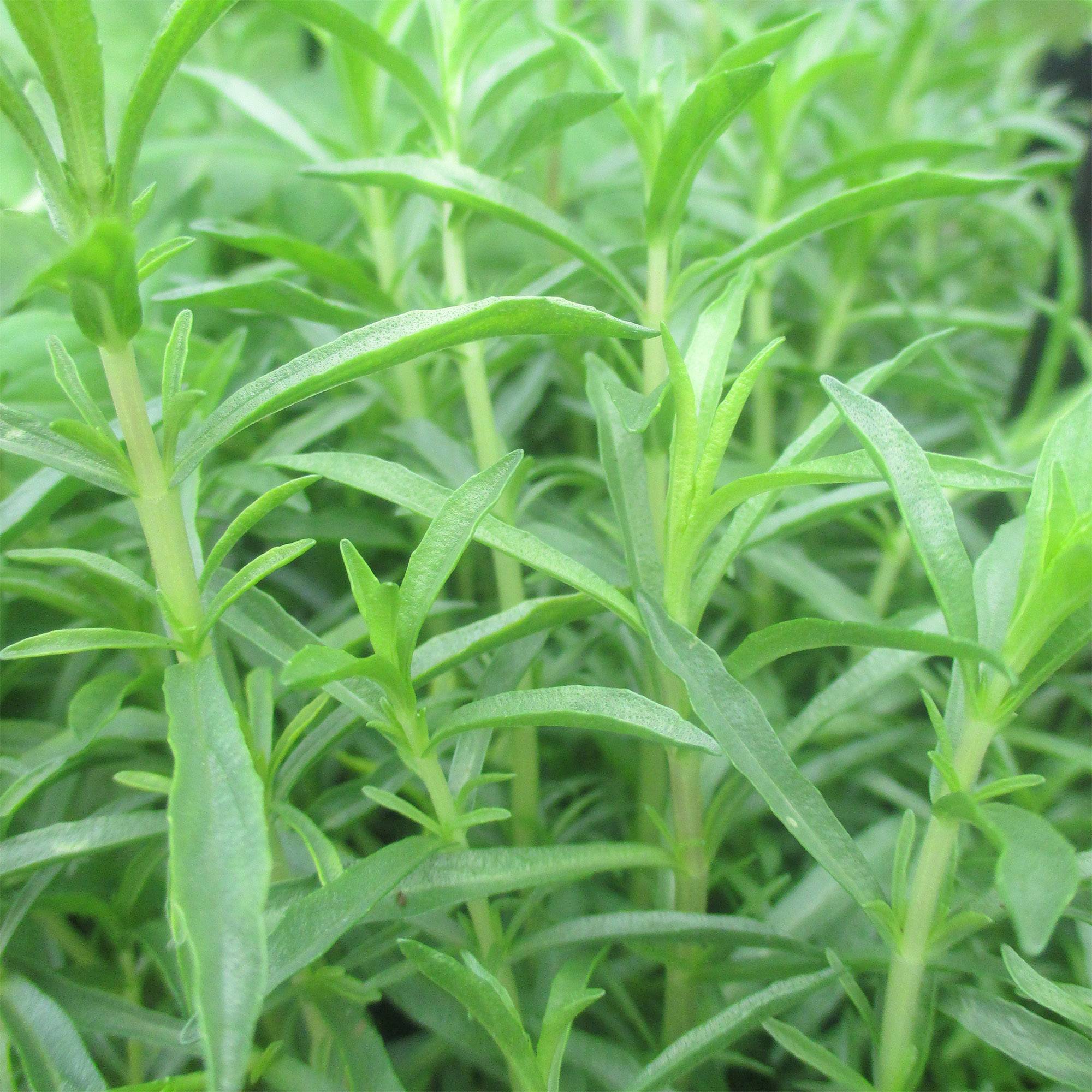 Promesse de Fleurs - Menthe des Cerfs - Mentha cervina Godet de 8/9 cm