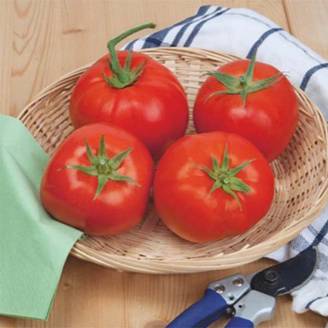 Tomate Beefsteak - Solanum lycopersicum le sachet de 80 graines environ (0,3g)