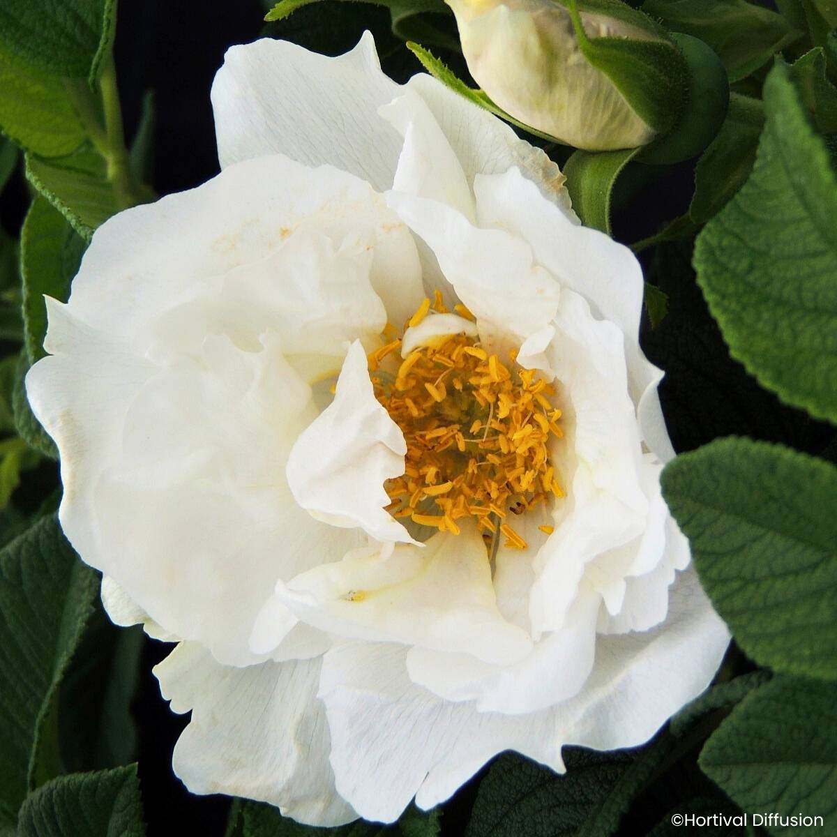 Rosa rugosa Angelia White Pot de 4L/5L