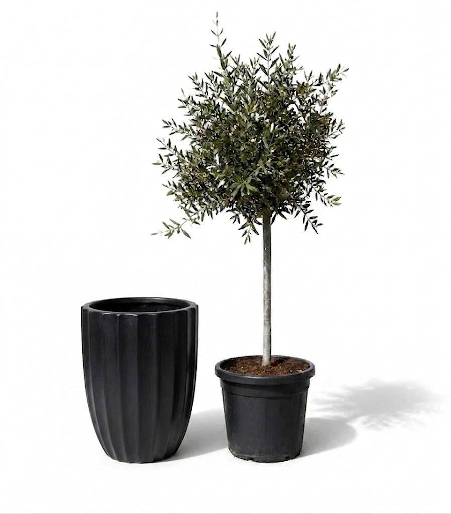 Lot olivier + pot HUGO 44x59cm noir - Image 1