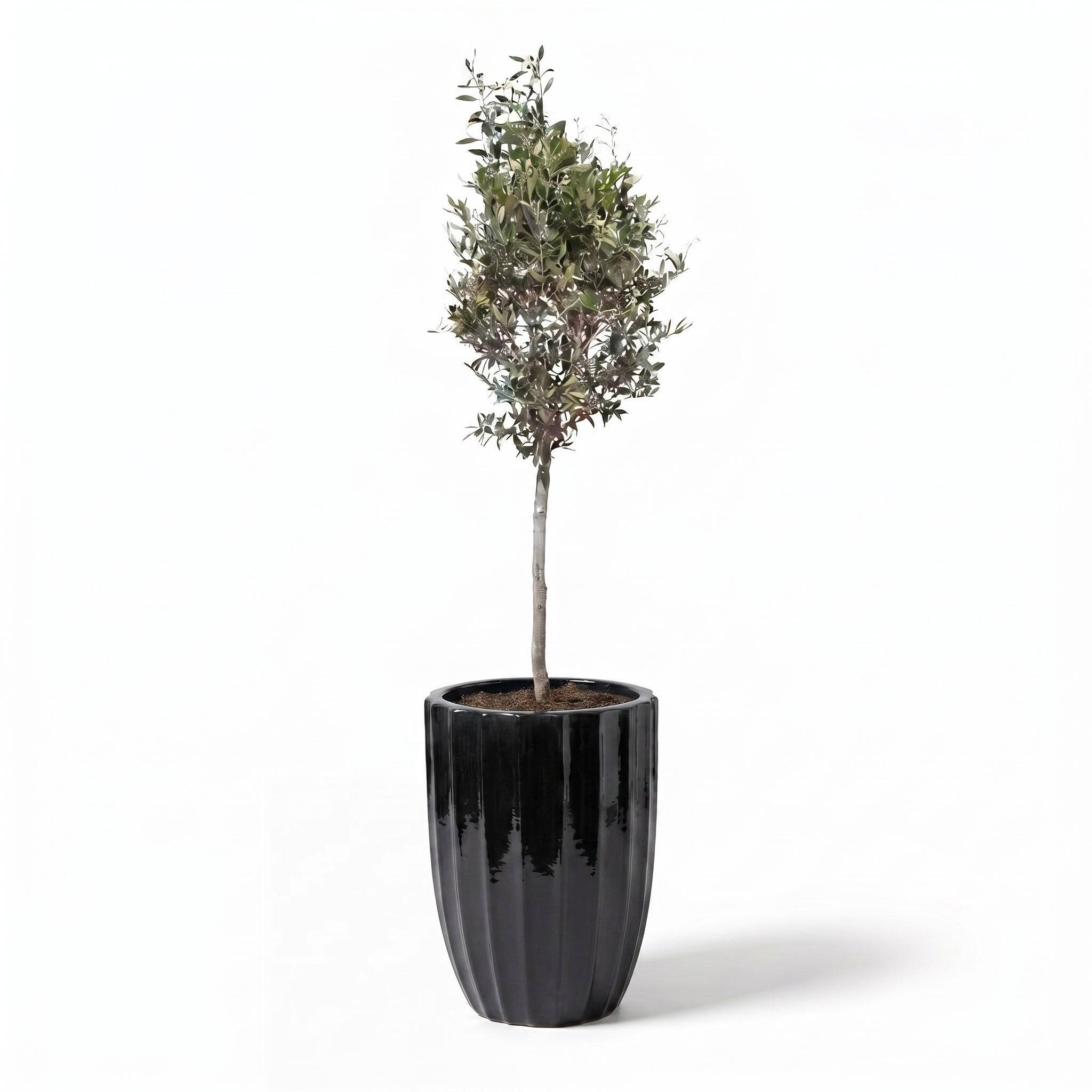 Lot olivier + pot HUGO 44x59cm noir - Image 2