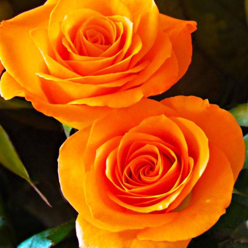 Rosier 'Orange Sensation' - Conteneur 3L - Pépinières Naudet