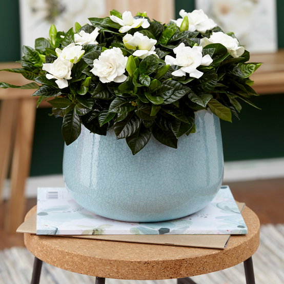 Gardenersdream - Arbuste D'Intérieur À Feuilles Persistantes Gardenia Jasminoides En Pot 12 Cm Plante En Pot Décorative - GardenersDream - Image 1
