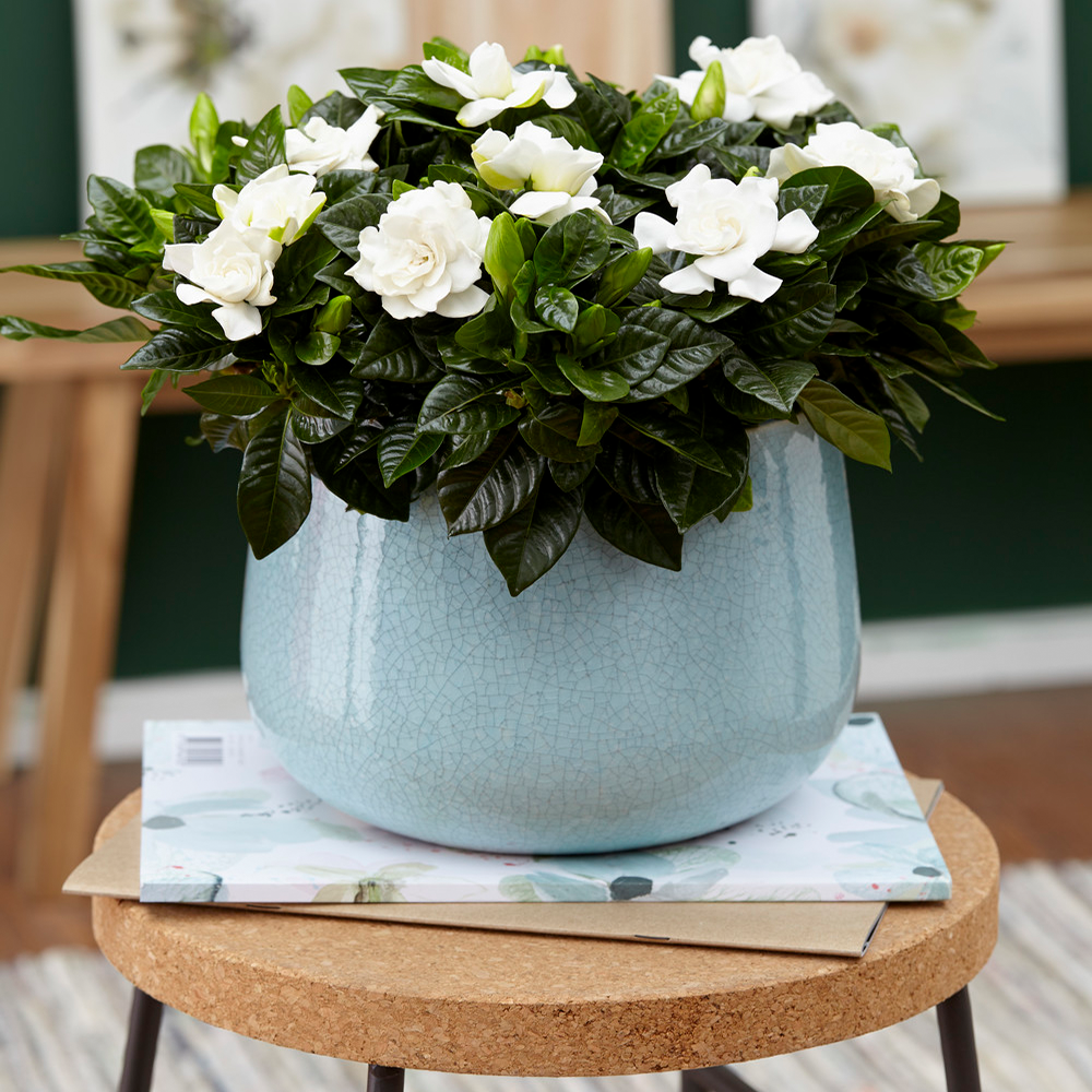 Gardenersdream - Arbuste D'Intérieur À Feuilles Persistantes Gardenia Jasminoides En Pot 12 Cm Plante En Pot Décorative - GardenersDream - Image 1