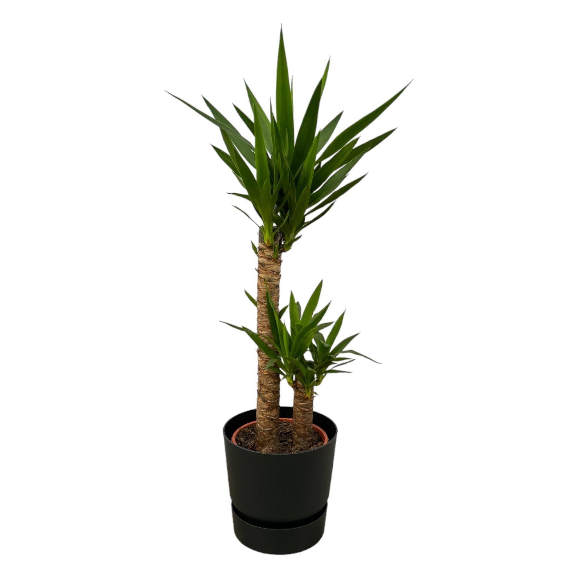 Yucca et son pot- La Green Touch Noir + Reservoir - Hauteur 100cm