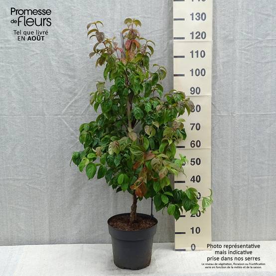 Promesse de Fleurs - Cornus kousa Blooming Pink Tetra - Cornouiller hybride Pot de 7,5L/10L - Image 2
