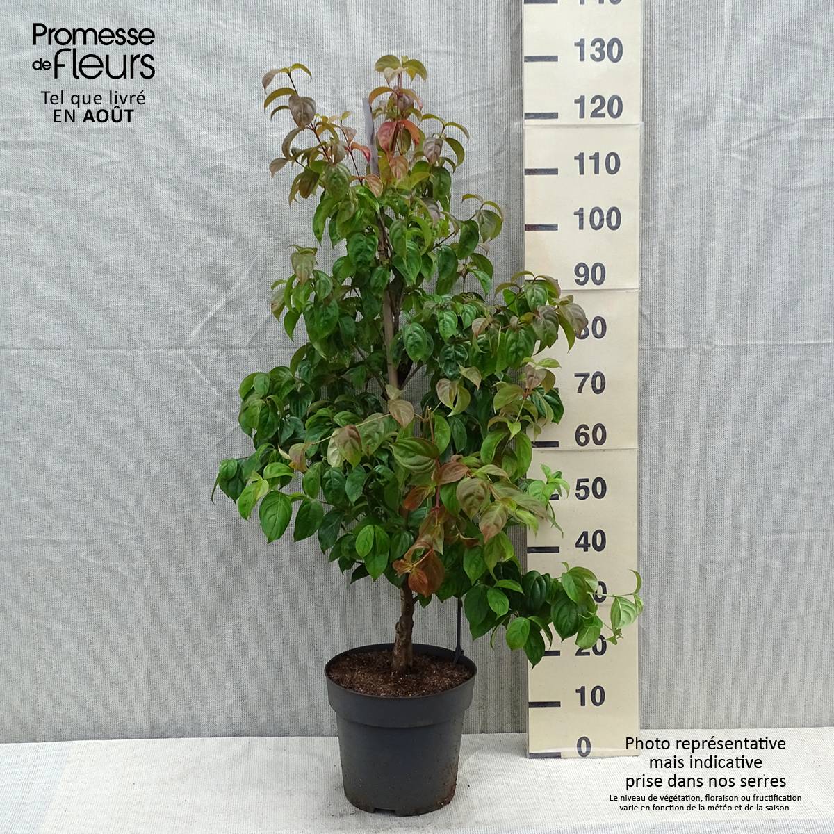 Promesse de Fleurs - Cornus kousa Blooming Pink Tetra - Cornouiller hybride Pot de 7,5L/10L - Image 2