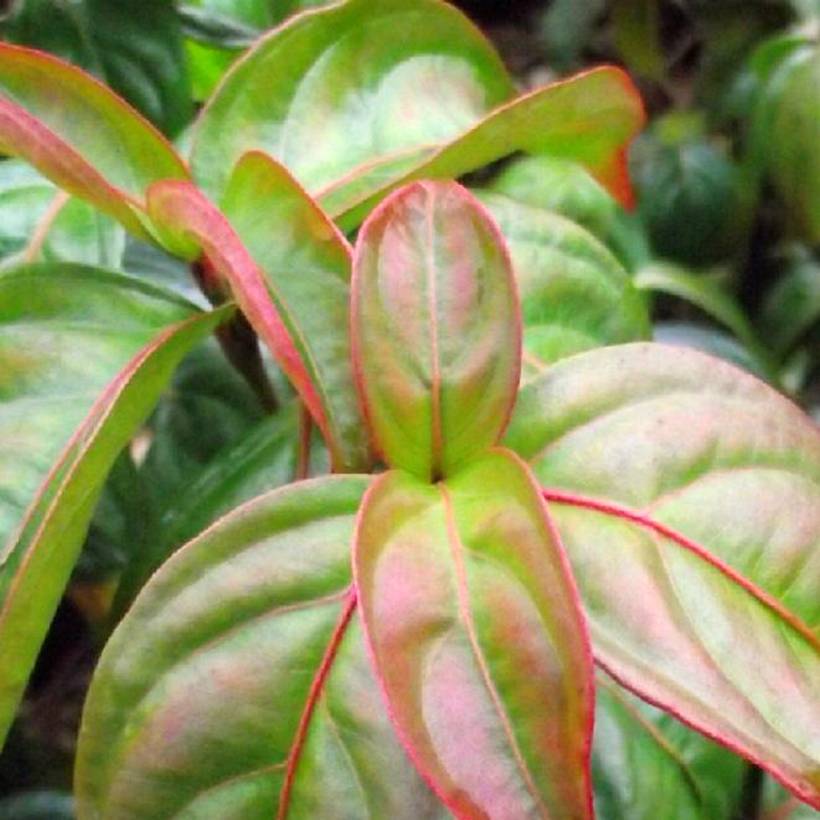 Promesse de Fleurs - Cornus kousa Blooming Pink Tetra - Cornouiller hybride Pot de 7,5L/10L - Image 1