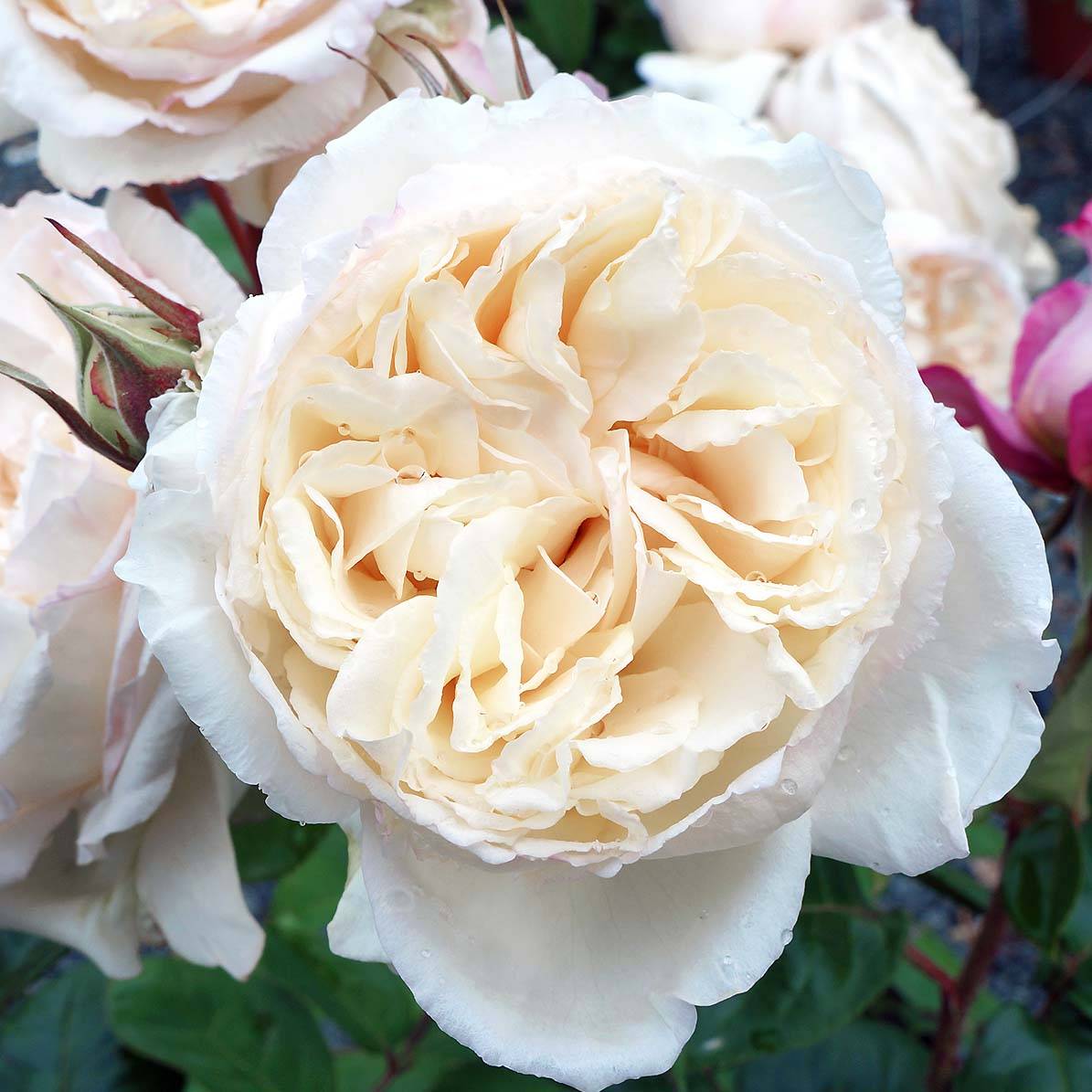 Promesse de Fleurs - Rosier à grandes fleurs Baie des Anges Pot de 4L/5L