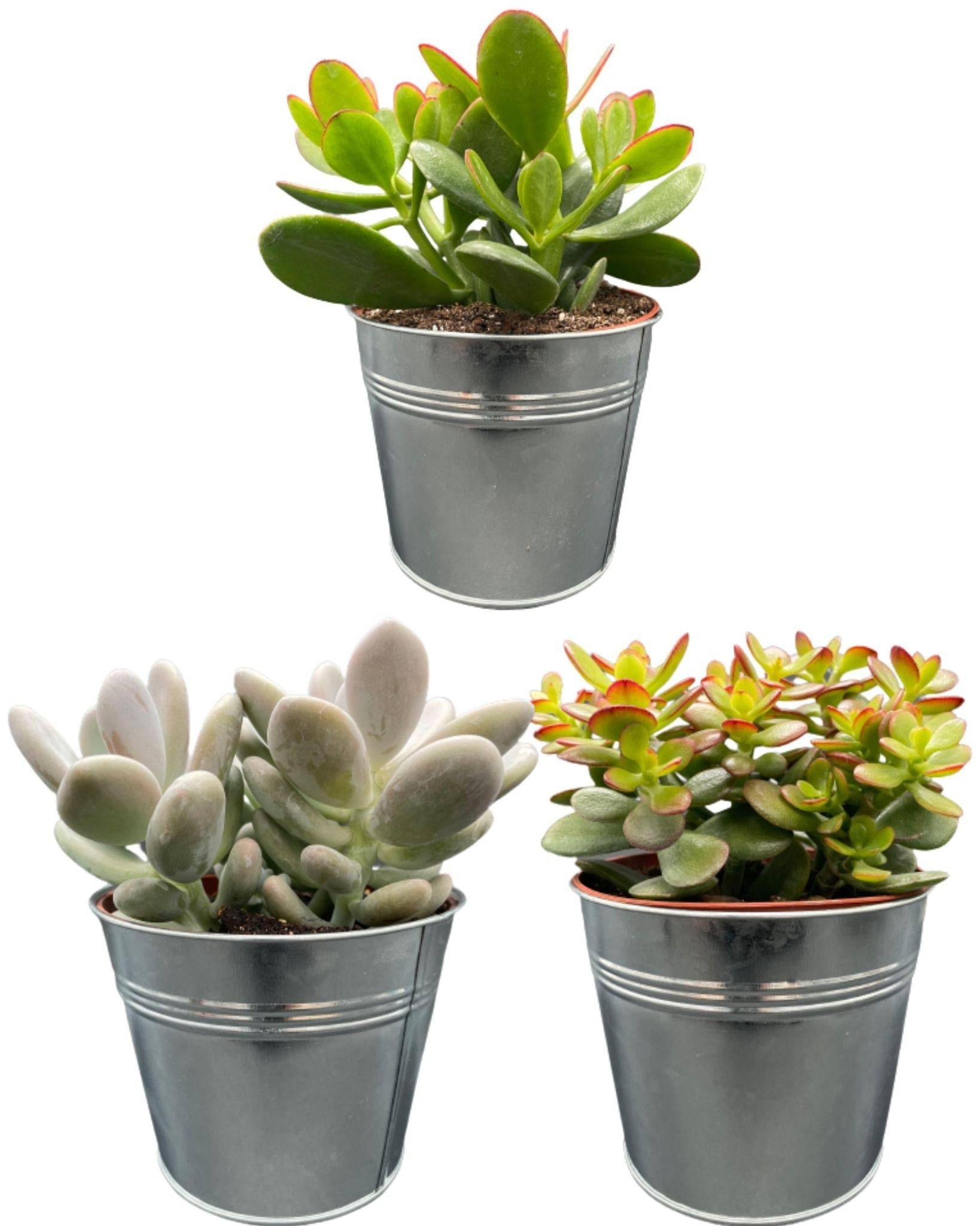 Ensemble de 3 Succulentes en Zinc- La Green Touch - Image 1