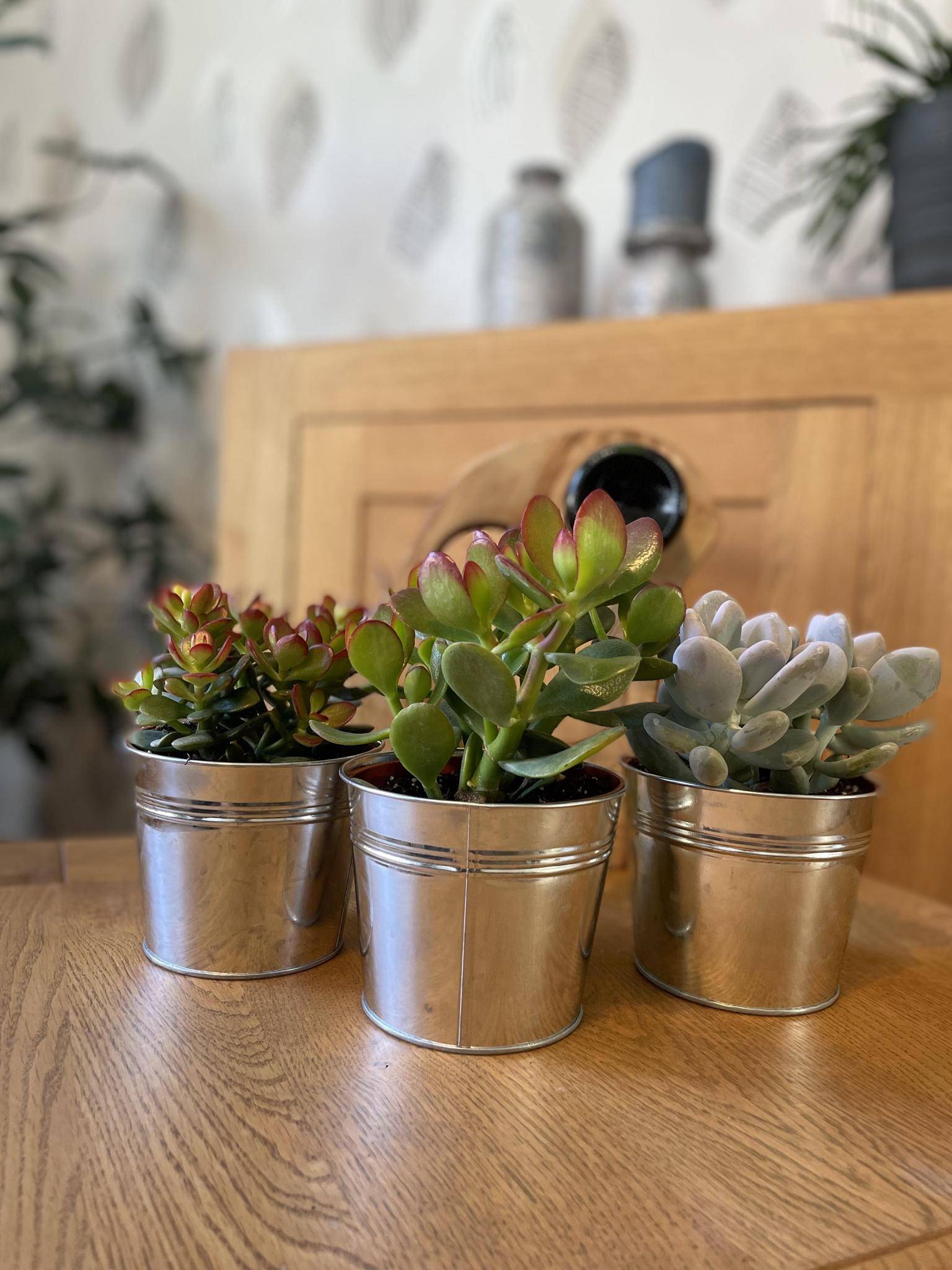 Ensemble de 3 Succulentes en Zinc- La Green Touch - Image 2
