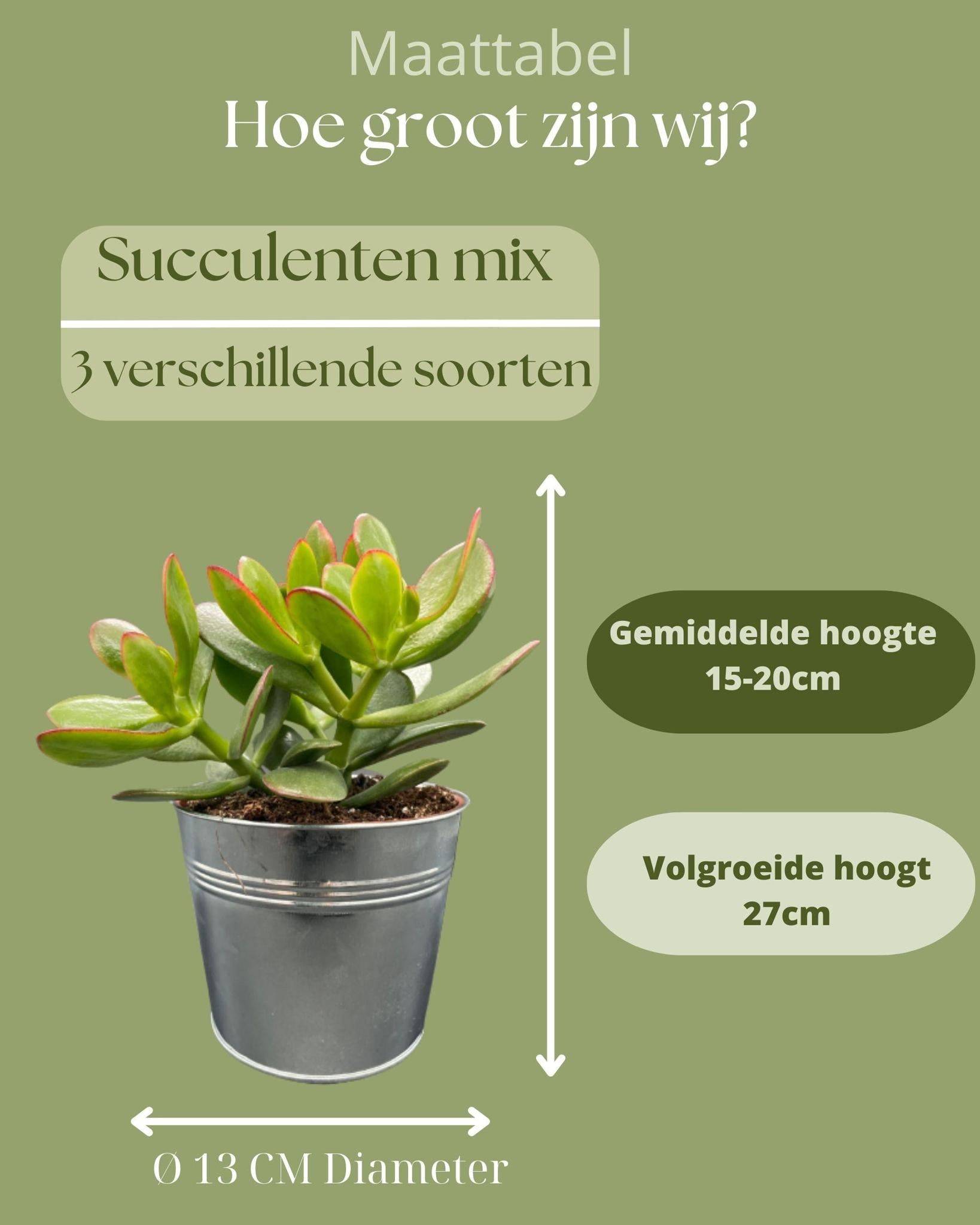 Ensemble de 3 Succulentes en Zinc- La Green Touch - Image 4