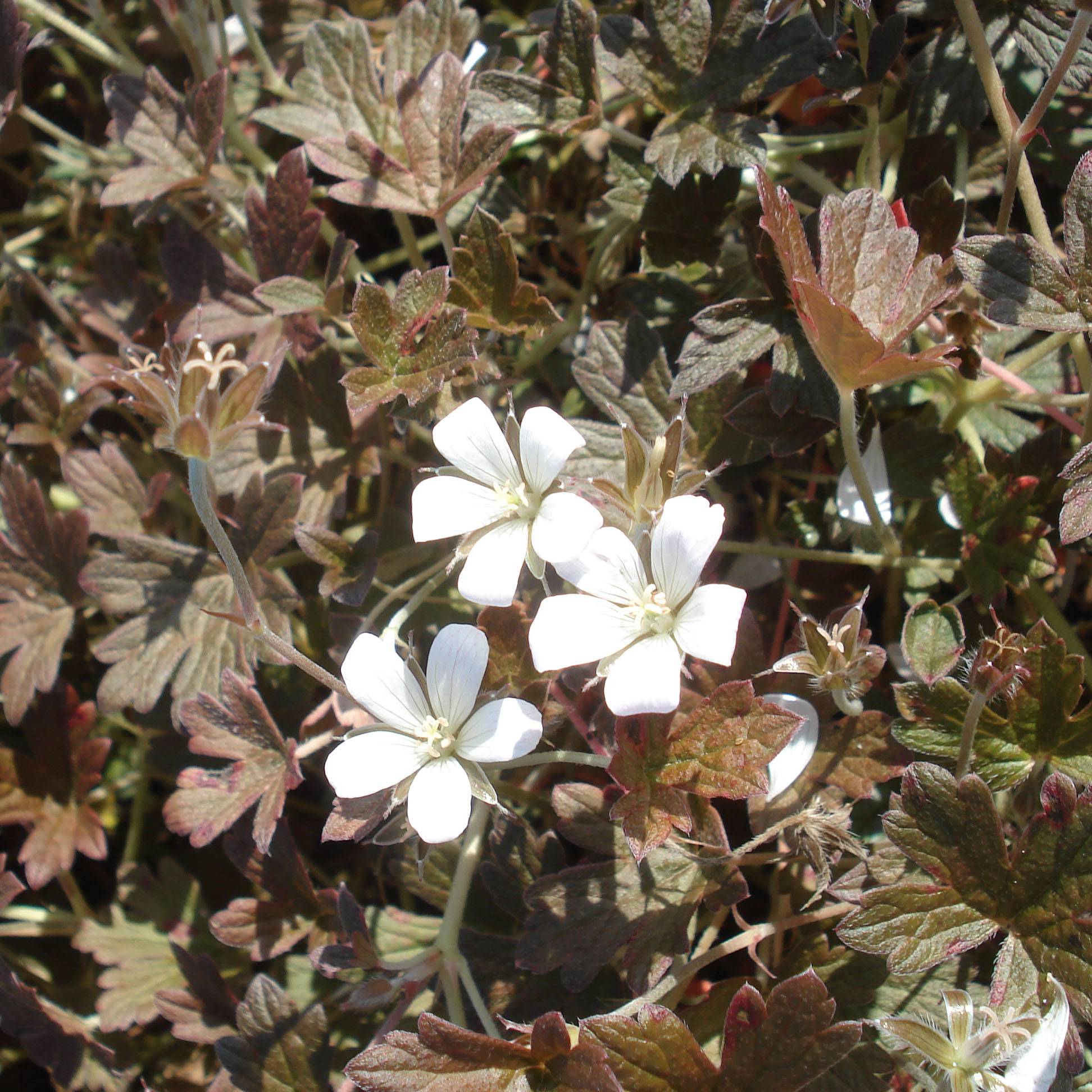 Promesse de Fleurs - Géranium vivace oxonianum Sanne Godet de 8/9 cm