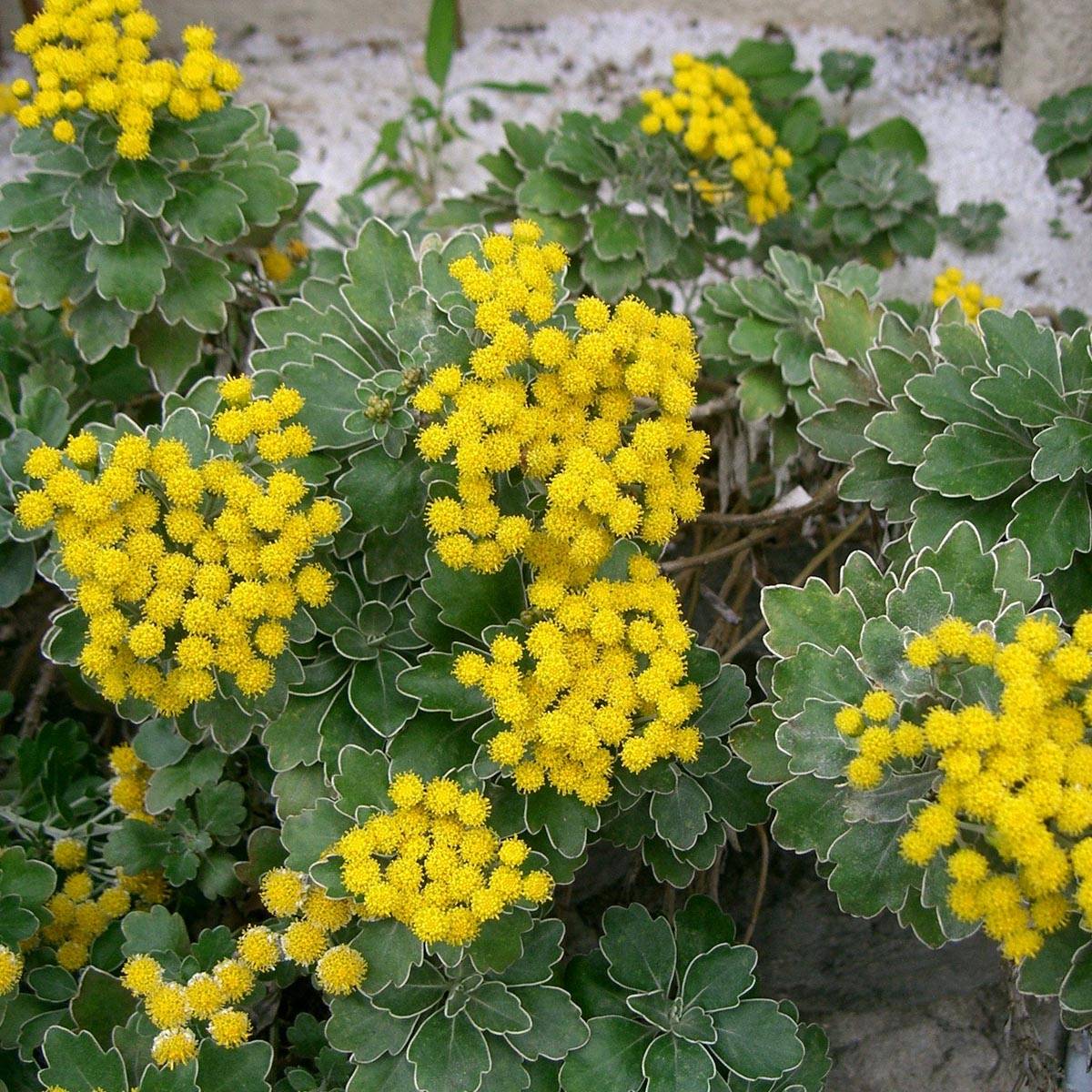 Ajania pacifica Gold and Silver - Chrysanthème du Pacifique Godet de 8/9 cm