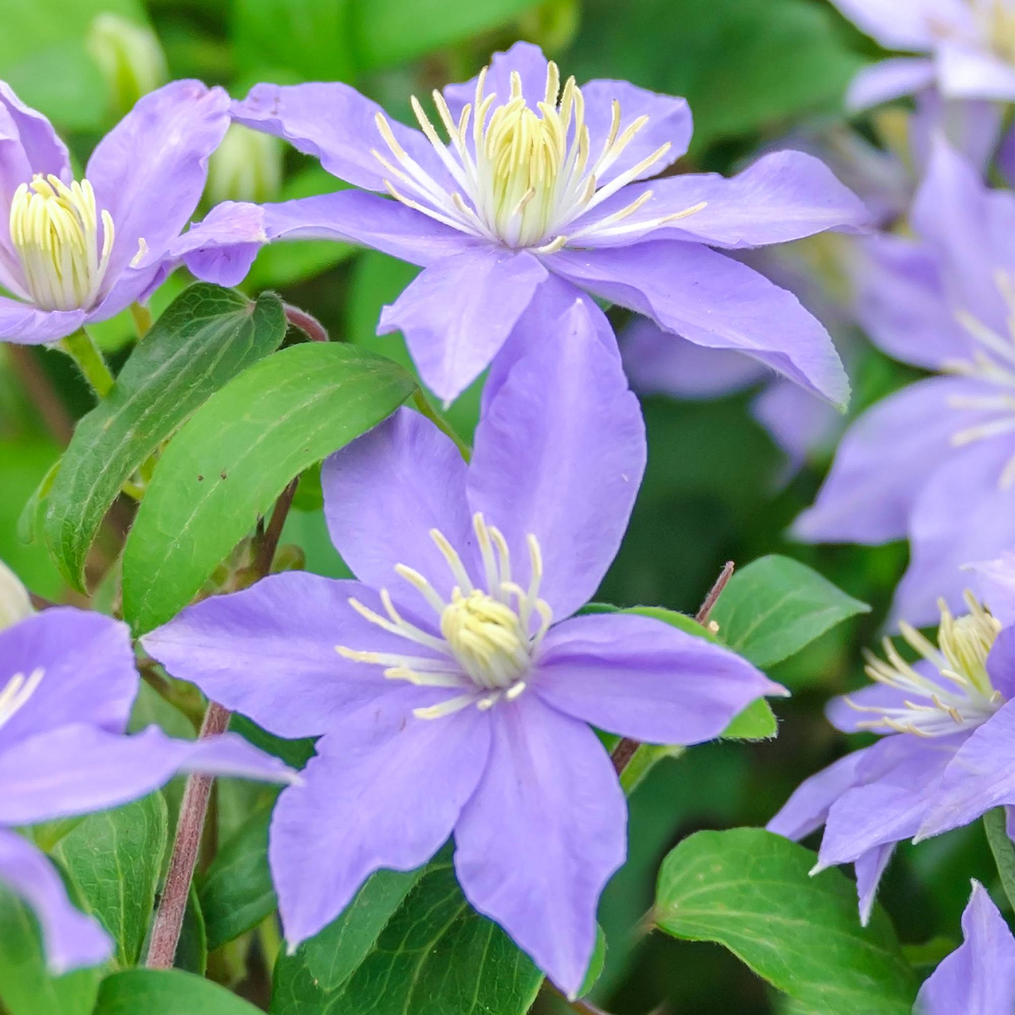 Gardenersdream - Clématite Justa plante de vigne grimpante à fleurs bleues et feuilles caduques - GardenersDream - Image 1