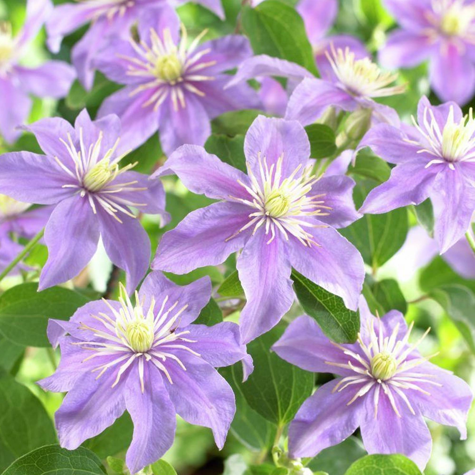 Gardenersdream - Clématite Justa plante de vigne grimpante à fleurs bleues et feuilles caduques - GardenersDream - Image 3